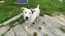 SOLINA, Hund, Mischlingshund in Rumänien - Bild 7