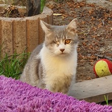 TOMMY, Katze, Europäisch Kurzhaar in Rumänien - Bild 1