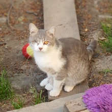 TOMMY, Katze, Europäisch Kurzhaar in Rumänien - Bild 2