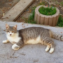 TOMMY, Katze, Europäisch Kurzhaar in Rumänien - Bild 3