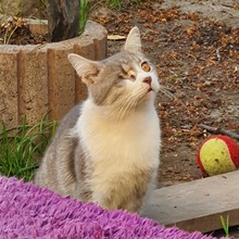 TOMMY, Katze, Europäisch Kurzhaar in Rumänien - Bild 5