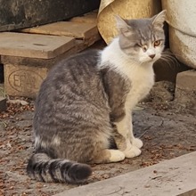 TOMMY, Katze, Europäisch Kurzhaar in Rumänien - Bild 6