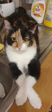 BAMBINA, Katze, Europäisch Kurzhaar in Rumänien - Bild 1