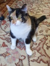 BAMBINA, Katze, Europäisch Kurzhaar in Rumänien - Bild 2