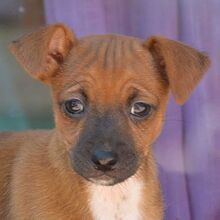 WILLI, Hund, Zwergpinscher - Mischling in Spanien