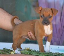 WILLI, Hund, Zwergpinscher-Mix in Spanien - Bild 2