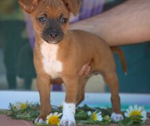WILLI, Hund, Zwergpinscher-Mix in Spanien - Bild 3