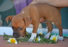 WILLI, Hund, Zwergpinscher-Mix in Spanien - Bild 4