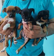 WILLI, Hund, Zwergpinscher-Mix in Spanien - Bild 5