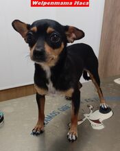 WILLI, Hund, Zwergpinscher-Mix in Spanien - Bild 6