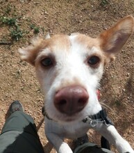 BELLA, Hund, Podenco in Spanien - Bild 1