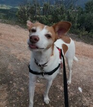 BELLA, Hund, Podenco in Spanien - Bild 2