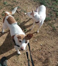 BELLA, Hund, Podenco in Spanien - Bild 3