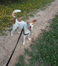 BELLA, Hund, Podenco in Spanien - Bild 5