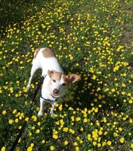 BELLA, Hund, Podenco in Spanien - Bild 6