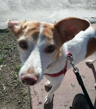 BELLA, Hund, Podenco in Spanien - Bild 8