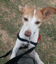 BELLA, Hund, Podenco in Spanien - Bild 9