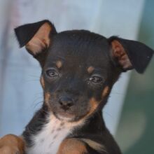 BENJAMIN, Hund, Zwergpinscher-Mix in Spanien - Bild 1