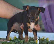 BENJAMIN, Hund, Zwergpinscher-Mix in Spanien - Bild 2