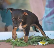 BENJAMIN, Hund, Zwergpinscher-Mix in Spanien - Bild 3