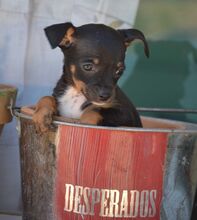 BENJAMIN, Hund, Zwergpinscher-Mix in Spanien - Bild 4
