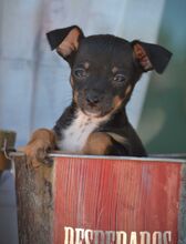 BENJAMIN, Hund, Zwergpinscher-Mix in Spanien - Bild 5