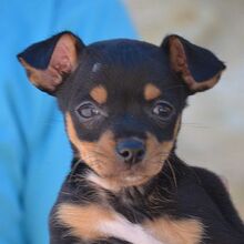 PURZEL, Hund, Zwergpinscher - Mischling in Spanien