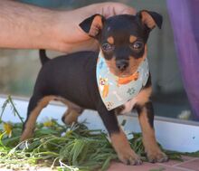 PURZEL, Hund, Zwergpinscher-Mix in Spanien - Bild 2