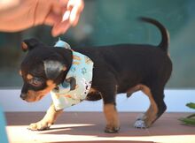 PURZEL, Hund, Zwergpinscher-Mix in Spanien - Bild 3