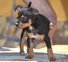 PURZEL, Hund, Zwergpinscher-Mix in Spanien - Bild 5