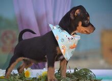 PURZEL, Hund, Zwergpinscher-Mix in Spanien - Bild 6