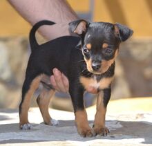 PURZEL, Hund, Zwergpinscher-Mix in Spanien - Bild 7