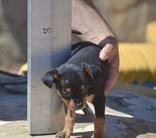 PURZEL, Hund, Zwergpinscher-Mix in Spanien - Bild 8