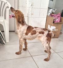 HILDE, Hund, Mischlingshund in Griechenland - Bild 3