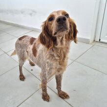 HILDE, Hund, Mischlingshund in Griechenland - Bild 4
