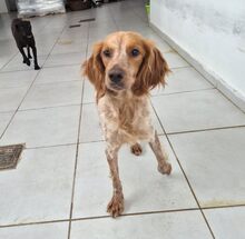 HILDE, Hund, Mischlingshund in Griechenland - Bild 5
