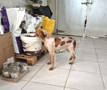 HILDE, Hund, Mischlingshund in Griechenland - Bild 6