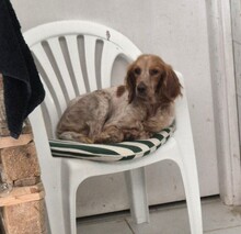 HILDE, Hund, Mischlingshund in Griechenland - Bild 7