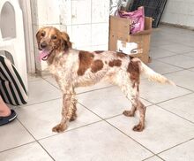 HILDE, Hund, Mischlingshund in Gundelsheim