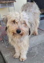 MILLI, Hund, Mischlingshund in Rumänien - Bild 2