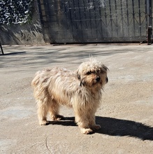 MILLI, Hund, Mischlingshund in Rumänien - Bild 4