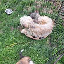 MILLI, Hund, Mischlingshund in Rumänien - Bild 6