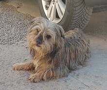 SMOT, Hund, Mischlingshund in Rumänien - Bild 1