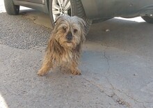 SMOT, Hund, Mischlingshund in Rumänien - Bild 2