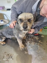 SMOT, Hund, Mischlingshund in Rumänien - Bild 3