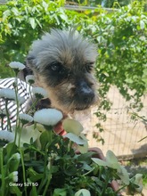 SMOT, Hund, Mischlingshund in Rumänien - Bild 6
