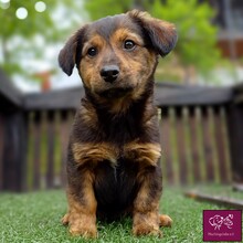 LOTY, Hund, Mischlingshund in Rumänien - Bild 1
