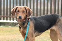 NIMANA, Hund, Mischlingshund in Hagen - Bild 1