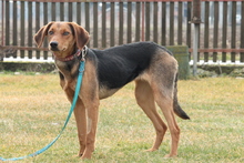 NIMANA, Hund, Mischlingshund in Hagen - Bild 2