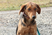 NIMANA, Hund, Mischlingshund in Hagen - Bild 3